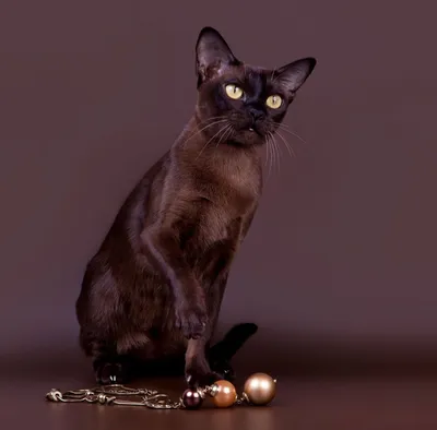 Бургундская кошка: изображения, достойные внимания