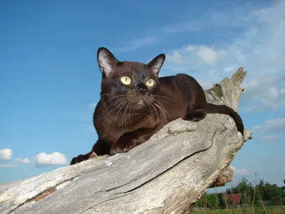 Изысканные фото Бургундской кошки для вдохновения