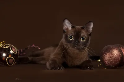 Бургундская кошка: воплощение изящества и грации