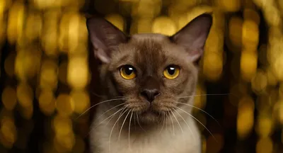 Удивительные изображения Бургундской кошки в разнообразных форматах
