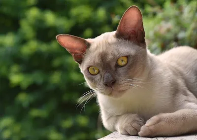 Уникальные изображения Бургундской кошки во всех форматах