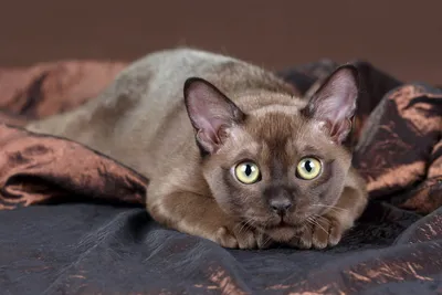 Пленительные изображения Бургундской кошки во всех форматах
