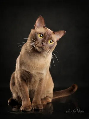 Бургундская кошка: красота в каждом пикселе
