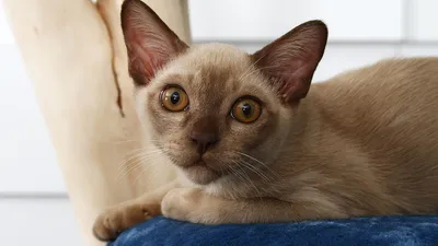 Фотография бурманской кошки - бесплатно в хорошем качестве