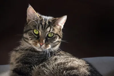 Бурманская короткошерстная кошка: милый и игривый взгляд