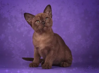 Бурманская короткошерстная кошка в разных размерах: выберите свой