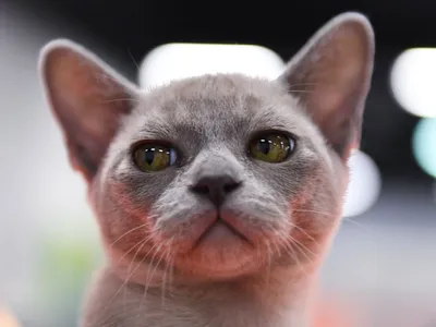 Бурманская короткошерстная кошка: нежные образы на фото