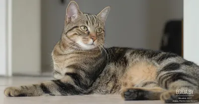 Бурманская короткошерстная кошка на красивых изображениях