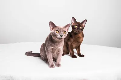 Игривая Бурманская кошка в кадре 