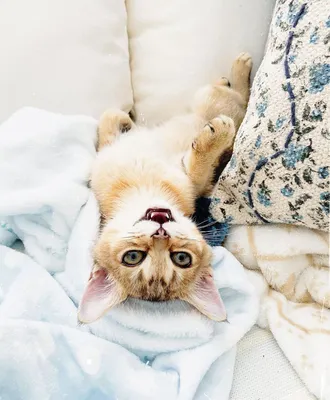 Качественные изображения Бурмилла кошки
