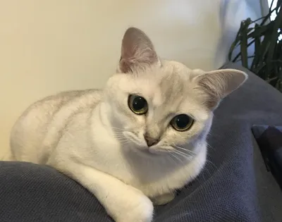 Бурмилла кошка на фото - прекрасный выбор