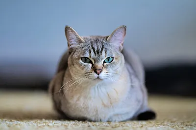 Шикарные картинки Бурмилла кошки