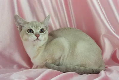 Удивительные фото Бурмилла кошки в jpg формате