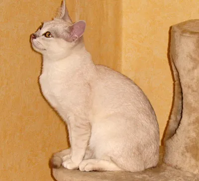 Картина Бурмилла кошки для скачивания в формате png