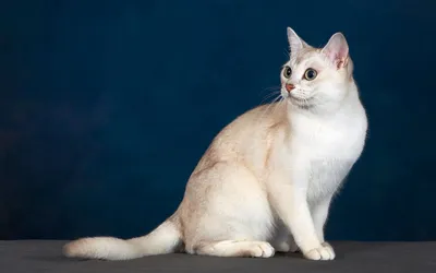 Фон с изображением Бурмилла кошки
