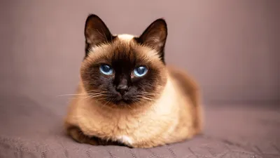 Фото Бурмилла кошки для использования в качестве обоев