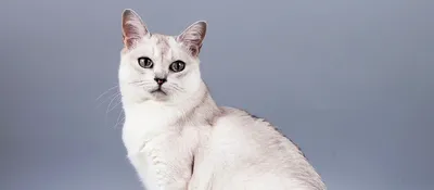 Изображение Бурмилла кошки для использования как обои