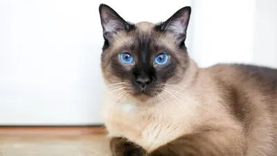 Очаровательные изображения Бурмилла кошки