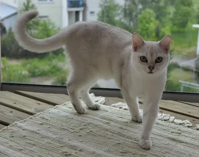 Стunning фото Бурмилла кошки в формате webp