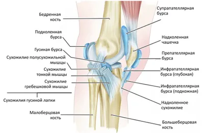 MBSTrus - Анзериновый бурсит, также известный как бурсит «гусиной лапки»,  это воспалительное заболевание сумки объединенного сухожилия тонкой,  портняжной и полусухожильной мышц. На патологию бурсы гусиной лапки  указывают следующие признаки: 🔻Болевой ...