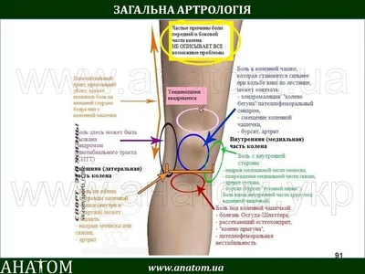 🔴Бурсит гусиной лапки - это воспалительное заболевание сумки объединенного  сухожилия тонкой, портняжной и полусухожильной мышц. Боль по внутренней...  | By Евгений Александрович | Facebook