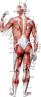 4 – ARTHROLOGIA – АНАТОМ | The ANATOMIST