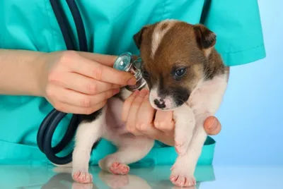 Атопический дерматит у собак: схема лечения, причины, симптомы