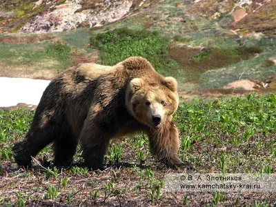 Фантастические картинки бурого медведя: скачать бесплатно