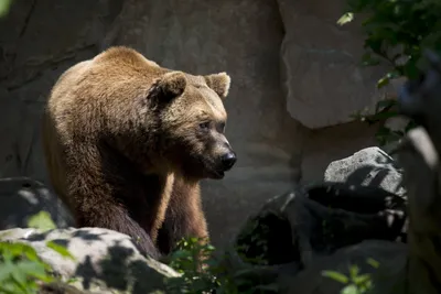 Бурый медведь на фоне прекрасной природы