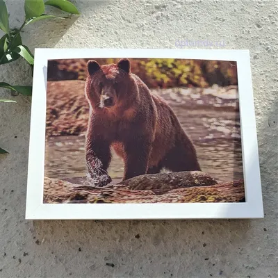 Бурый медведь: фото с возможностью выбора размера
