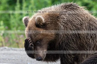 Удивительная фоторамка с изображением бурого медведя