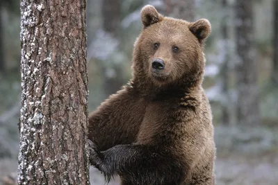 Бурый медведь в своей красе: скачать фото jpg