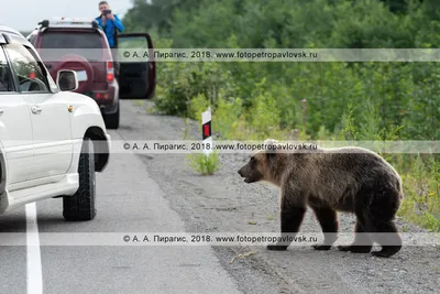 Изумительная фоторамка с бурым медведем