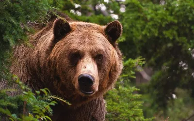 Загадочное изображение бурого медведя: скачать бесплатно