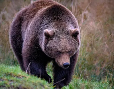 Превосходное изображение бурого медведя: png