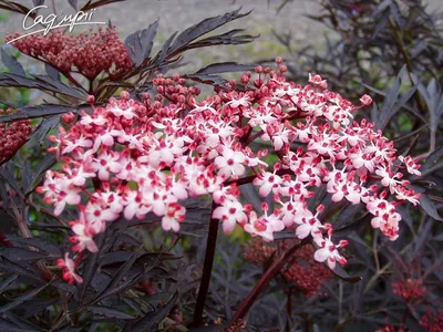 Бузина черная \"Sambucus nigra\" купить по цене цена по запросу от питомника  саженцев и растений Центросад | Фото и консультация по уходу