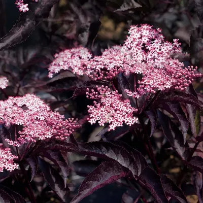 Бузина черная \"Sambucus nigra\" купить по цене цена по запросу от питомника  саженцев и растений Центросад | Фото и консультация по уходу