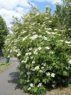 Бузина черная Аурея (Sumbucus nigra Aurea)