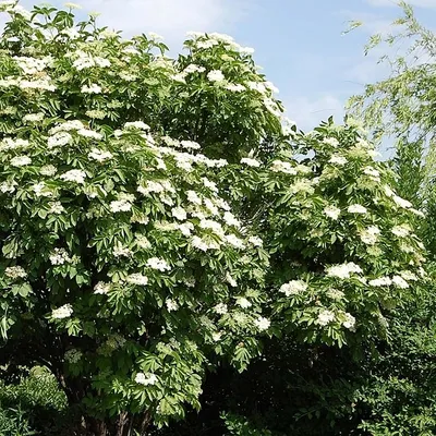 Бузина черная Sambucus nigra Madonna - Diamond Garden