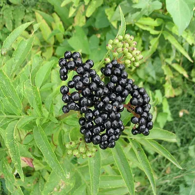 Sambucus nigra 'Black Lace', Бузина черная 'Блэк Лейс'|landshaft.info