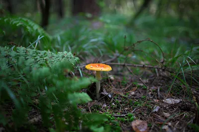 В лесу :: Объектив: Canon EF 35 mm f/ 1.4 L USM - тестовая фотография ::  Lens-Club.ru