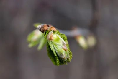 Макротелеобъектив Canon RF 85mm f/2 Macro IS STM: фотографический практикум