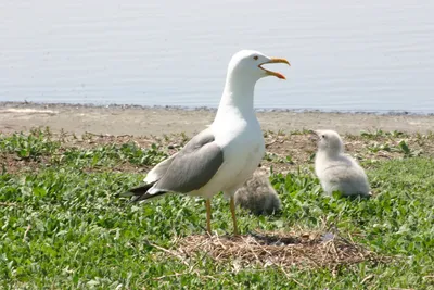 Хохотунья, степная чайка (Larus cachinnans) | Пикабу