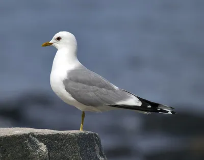 Чудесная птица - чайка...A wonderful bird - a seagull... | Flickr