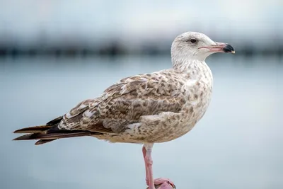 Живущей на Тоомпеа чайке по имени Стивен Сигалл открыли аккаунт в Instagram  | Культура | ERR