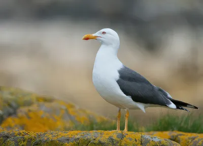 Чайка (Larus)