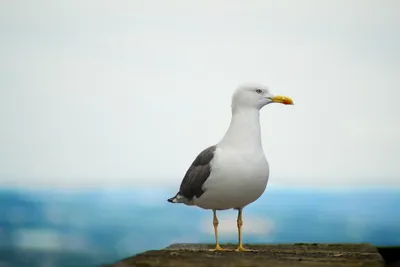 Серебристая чайка x Клуша (гибрид) - eBird