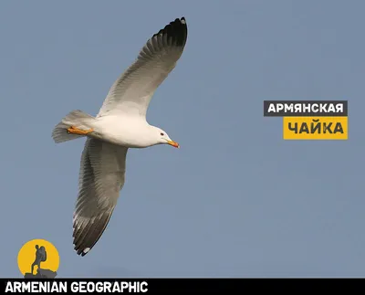 Самая крупная чайка Москвы прилетела в «Кузьминки-Люблино» | Юго-Восточный  Курьер