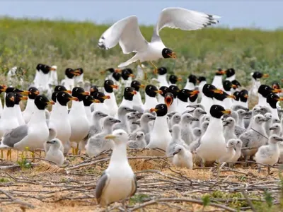 Ученые заявляют о сокращении популяции белой чайки в Арктике ⋆ НИА  \"Экология\" ⋆