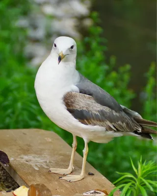 Чайка — Зоопарк Садгород